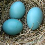 Robins egg blue food coloring