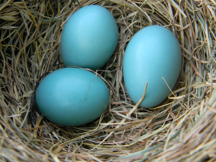 Robins egg blue food coloring