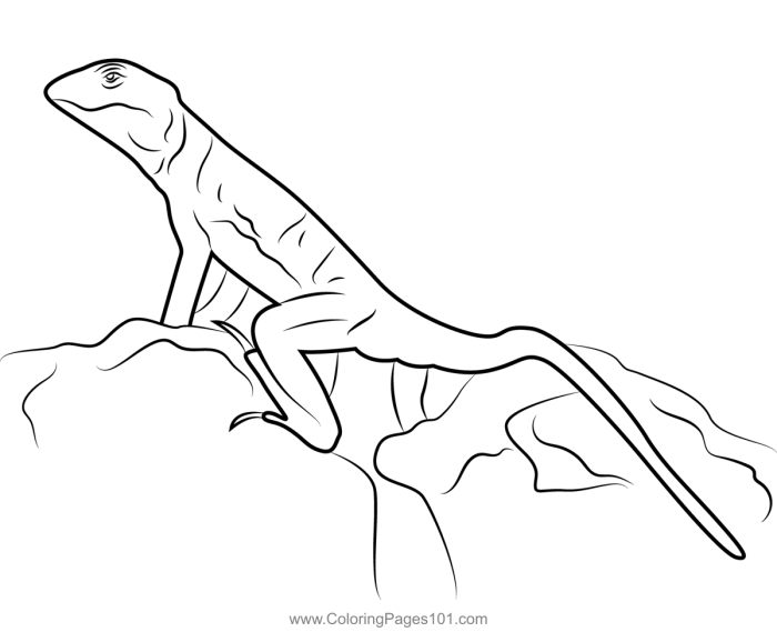 Lizard coloring pages