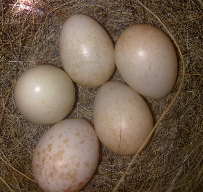 Robins egg blue food coloring