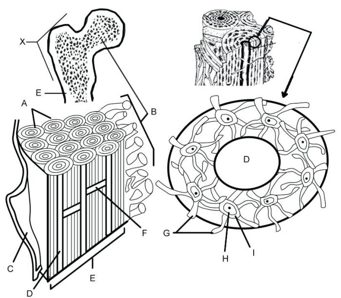 Types of tissue coloring page